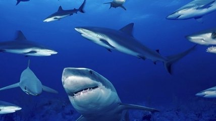 К берегам Австралии приближаются акулы