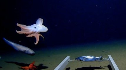 Биологам удалось запечатлеть самого глубоководного "осьминога Дамбо" (Фото)