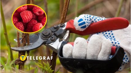 Обрізка малини