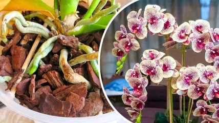Орхидее нужно обеспечивать условия, необходимые для ее правильного развития