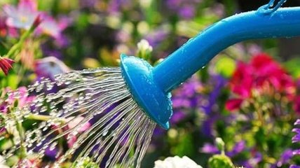Ученые придумали, как поливать цветы с помощью Wi-Fi