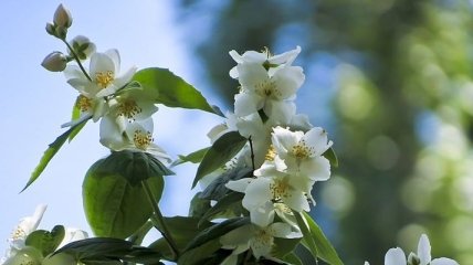 Домашние растения, которые помогут лучше спать