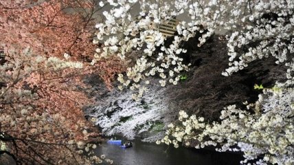 В Японии на 10 дней раньше обычного начался сезон цветения сакуры