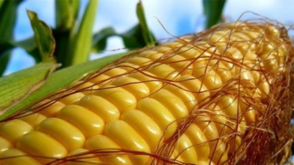 Павленко: Украина стала крупнейшим экспортером кукурузы в Китай