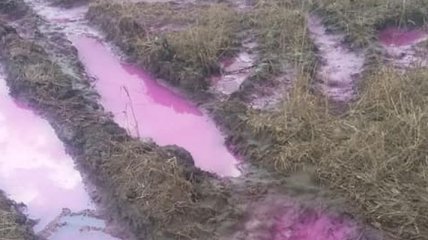 Жителей Ровенщины шокировали лужи ярко-розового цвета: экоинспекция начала расследование (фото)