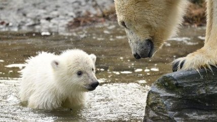 Маленькая звезда в зоопарке: белый медвежонок с мамой (Видео)