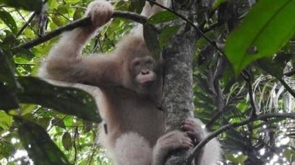 В джунглях увидели уникального орангутана-альбиноса (Видео)