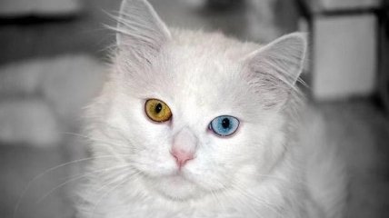 Необычайно красивые животные с разноцветными глазами (Фото) 