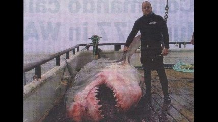 Австралийский дайвер победил напавшую на него 6-метровую акулу