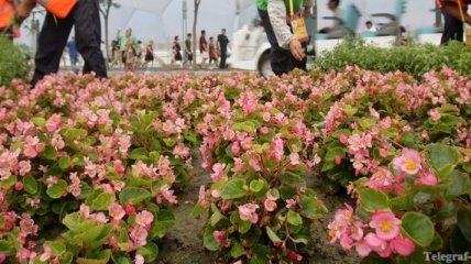 В китайской глубинке небезопасно срывать цветы с клумбы 