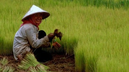 Секрет тибетских лам: все вредное выведет рис