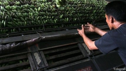 В контейнере с бананами нашли 8 тонн кокаина