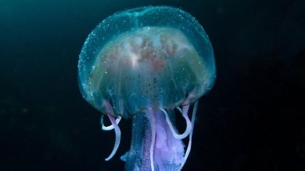 У берегов Сицилии установят сетки, которые защитят людей от медуз