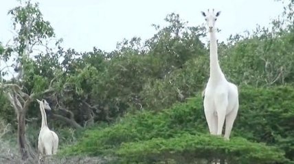 Обречены на вымирание: в Кении убили последнюю самку белого жирафа
