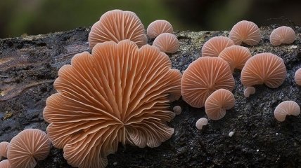 Необычные и странные грибы от австралийского фотографа Стива Эксфорда (Фото)
