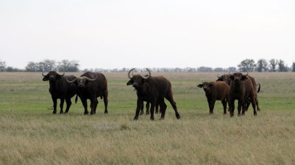 В заповеднике погибли почти все кафрские буйволы