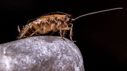 Пещерный таракан: биологи показали насекомое времен динозавров (Фото)