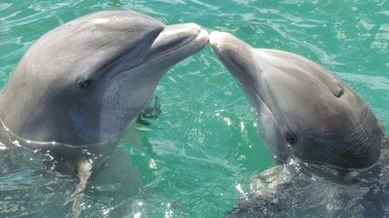 В Австралии более 150 дельфинов выбросились на берег