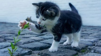 Почему кошки едят траву: тайна раскрыта