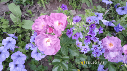Які посадити флокси, петунії та троянди, щоб вони ідеально поєднувалися