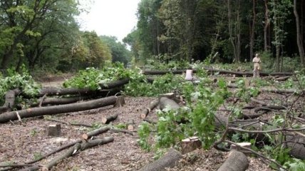 В Черниговской области выявили незаконную вырубку леса на 1,7 млн грн