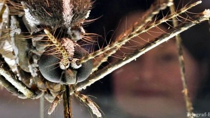 Лихорадку Денге в Бразилии смогут победить комары