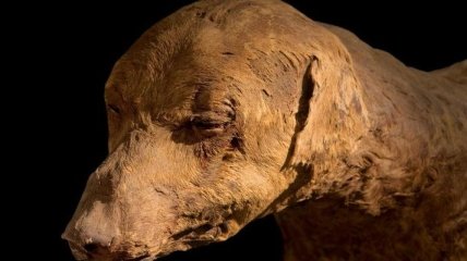 В Египте археологи обнаружили миллионы мумий собак 