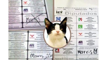 Кот-политик набрал 600 голосов на выборах в Мексике