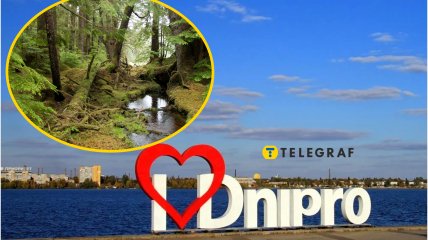 У Дніпрі сфотографували рідкісного птаха