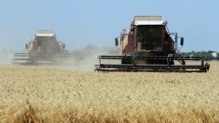 Минэкономики прогнозирует рост сельхозпроизводства 