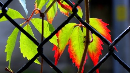 Осінь поки що відчувається тільки в дрібницях