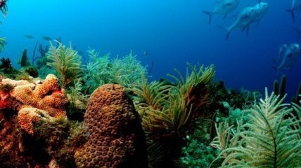 Искусственные кораллы смогут очистить водные экосистемы
