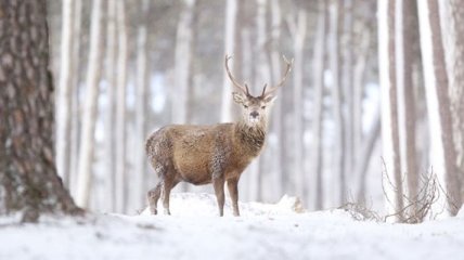 Милые снимки лесных оленей, которые обожают снег (Фото)