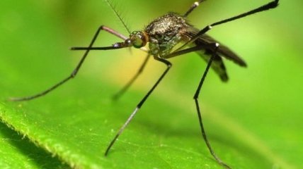 Ученые нашли новый вид комаров, которые не пьют кровь 