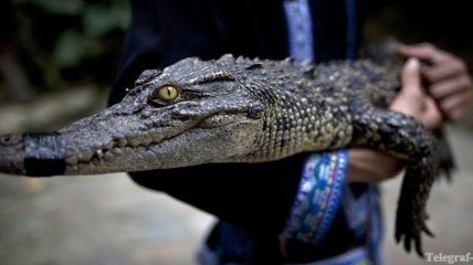 В пекинском озере поймали крокодила