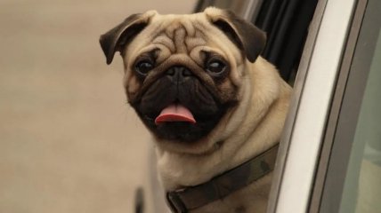 Мопси швидко втомлюються та люблять відпочинок