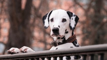 Исследование: синдром одомашнивания собак работает не так, как считалось ранее