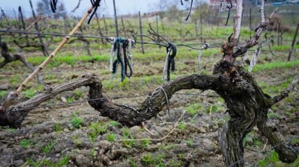 СМИ: Крымским виноделам не хватает ресурсов