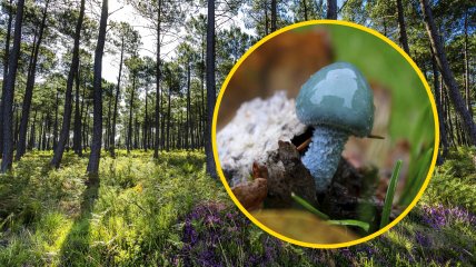 С ростом этот гриб может менять форму и окрас