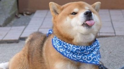 Самый эмоциальный пес в мире, который покорил Инстаграм (Фото)