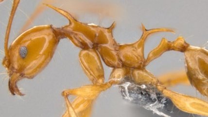 Ученые назвали новые виды муравьев в честь драконов из "Игры престолов" (Видео)