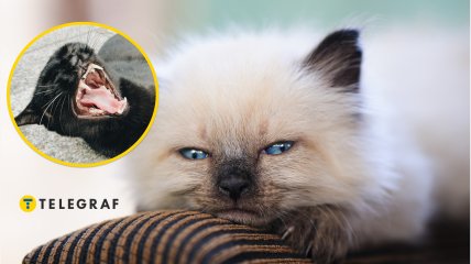 Котенок в квартире