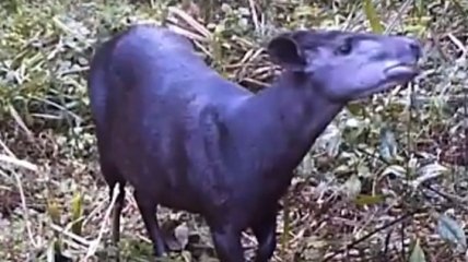 Самое редкое животное Танзании попало в "видеоловушку"