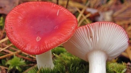Виды ядовитых грибов, которые лучше оставить в лесу (Фото)