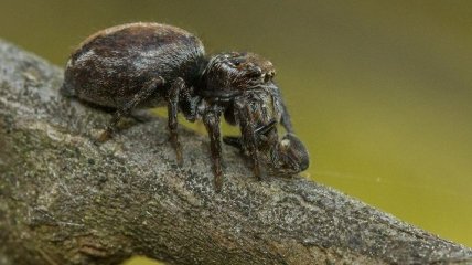 Ученые выяснили, что самки пауков-скакунов выкармливают детенышей на протяжении 40 дней