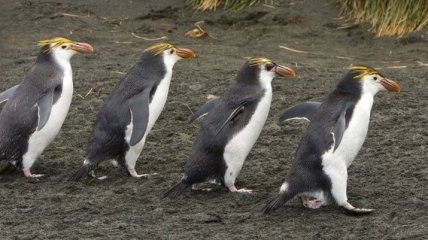 Маккуори - крошечный зеленый остров, где правят пингвины (Фото)