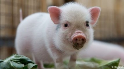 И. Томич: цена на свинину вырастет после нового года на 20%