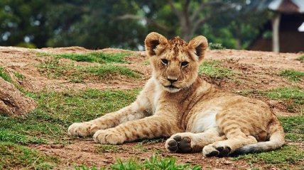 Бердянский зоопарк передал в заповедник ЮАР пятерых львят