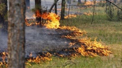 В Северодонецком районе горит лес