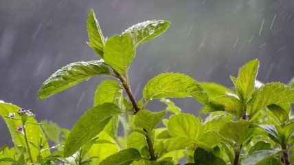 Дощі в Україні не закінчаться і у травні